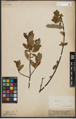 Foto von Salix phylicifolia L.
